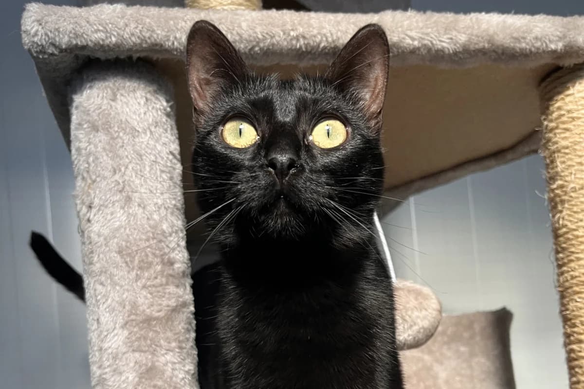 BANDU, male European Shorthair for adoption at CIMPA Alcalá de Henares