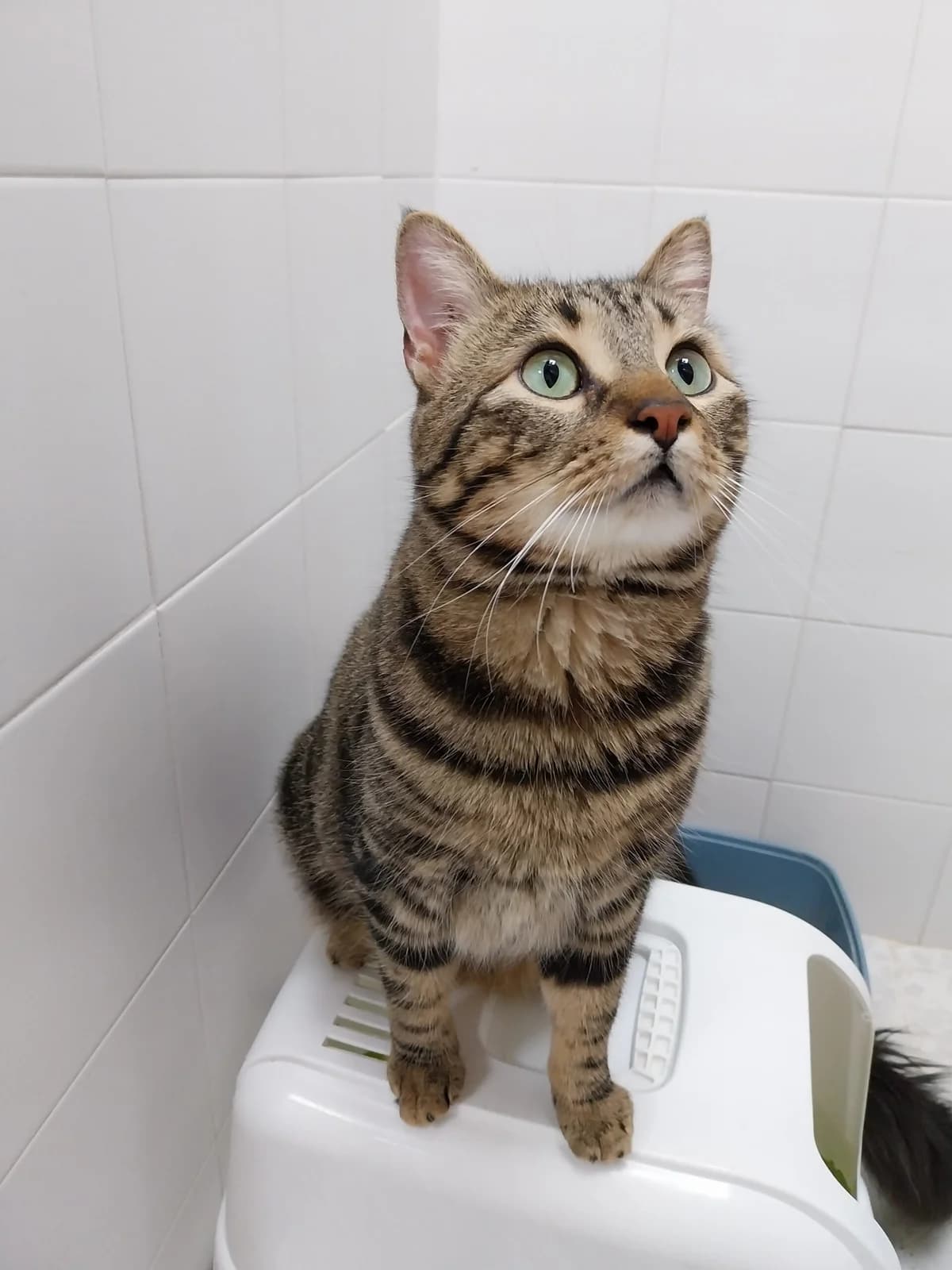 BARRIL, male European Shorthair for adoption at CIMPA Alcalá de Henares