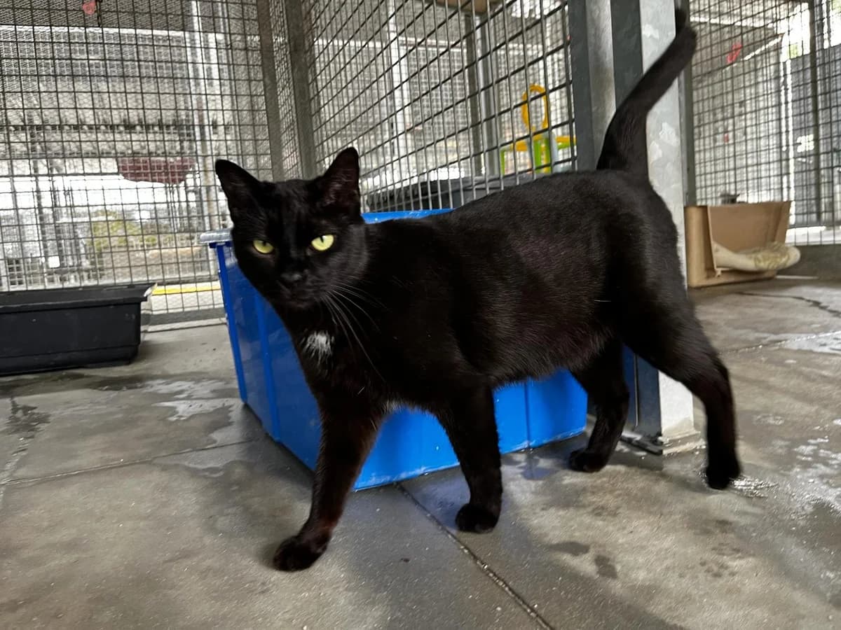 BEYONCÉ, female European Shorthair for adoption at CIMPA Alcalá de Henares