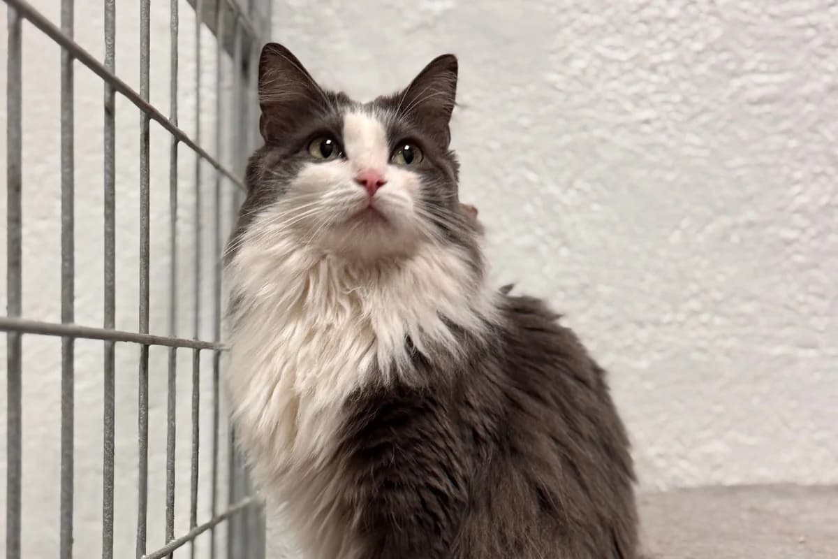 BLAIR, female European Shorthair for adoption at CIMPA Alcalá de Henares