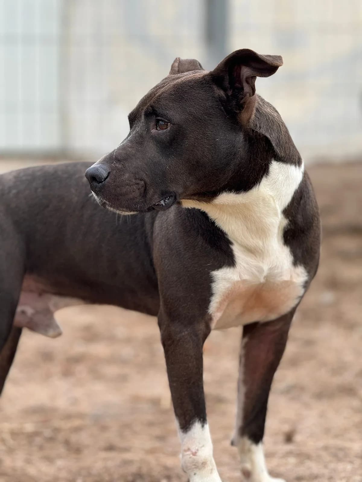 BLAKE, male Mixed Breed for adoption at CIMPA Alcalá de Henares