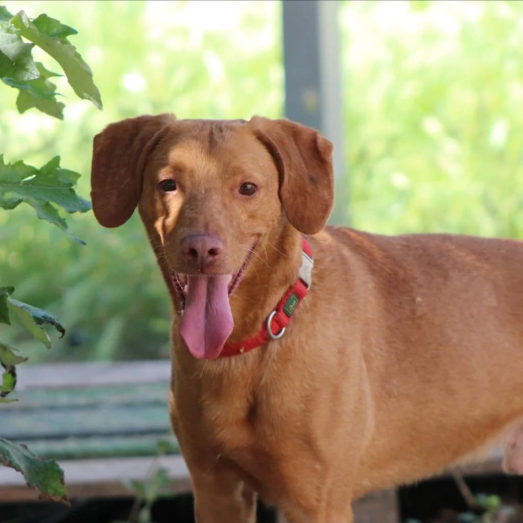 BOLA, male Mixed Breed for adoption at CIMPA Alcalá de Henares