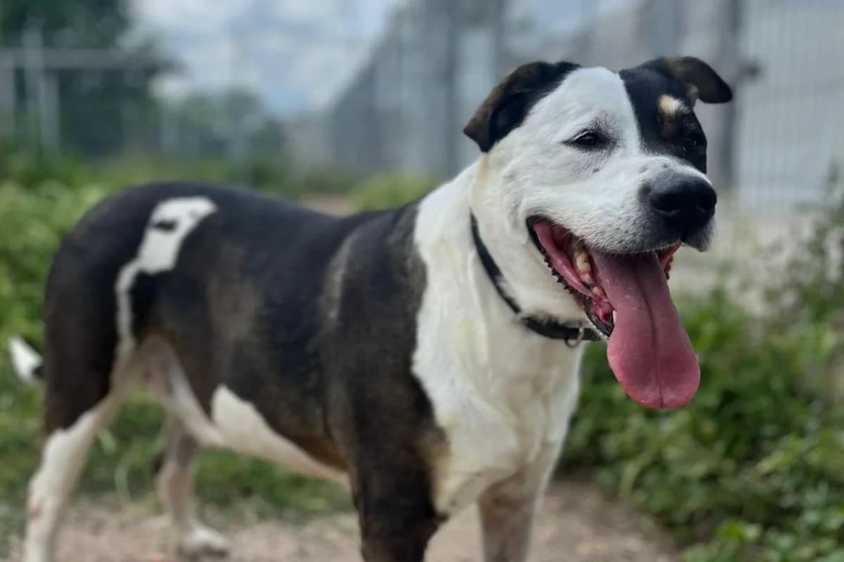 TAMI, female Mixed Breed for adoption at CIMPA Alcalá de Henares