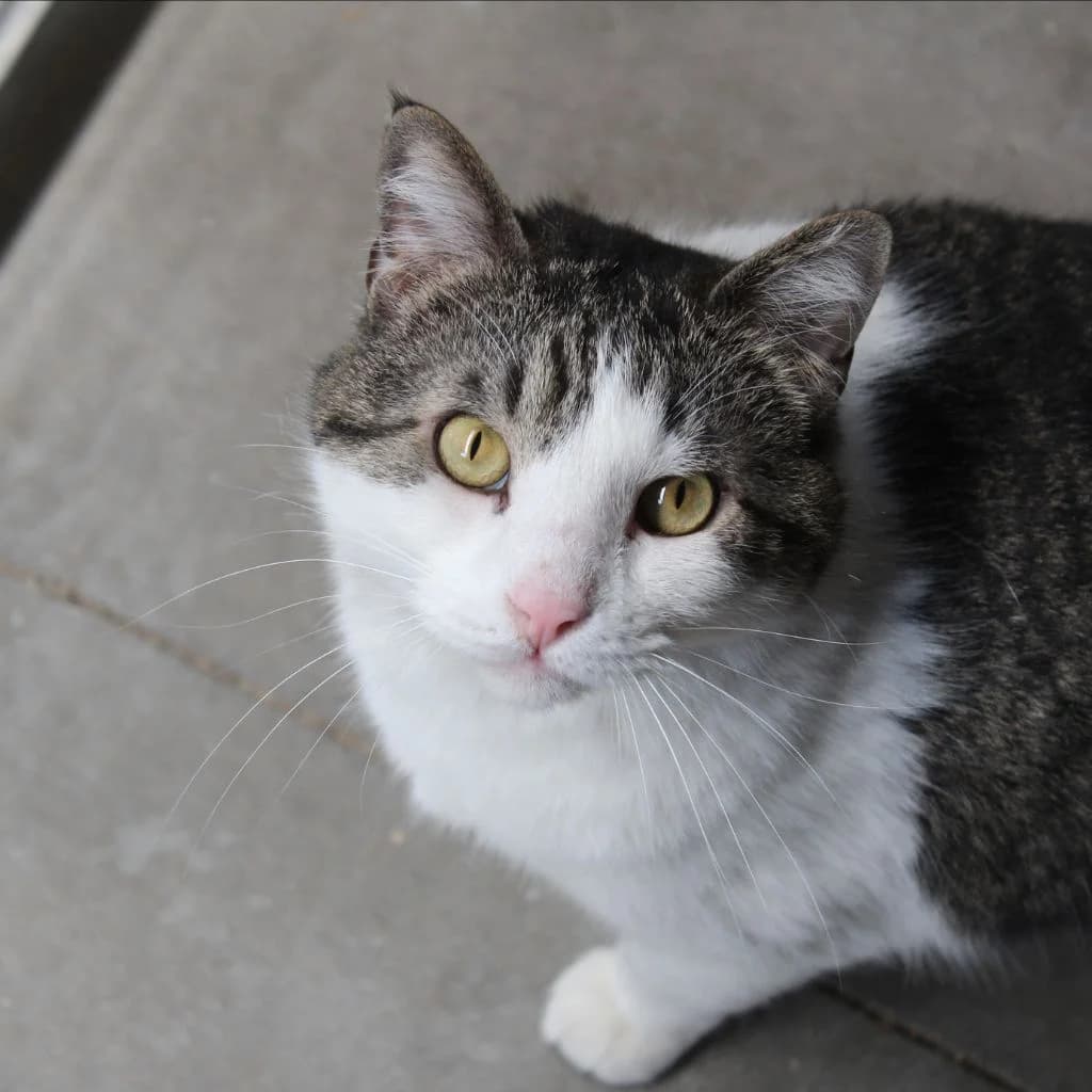 BOLICHE, male European Shorthair for adoption at CIMPA Alcalá de Henares