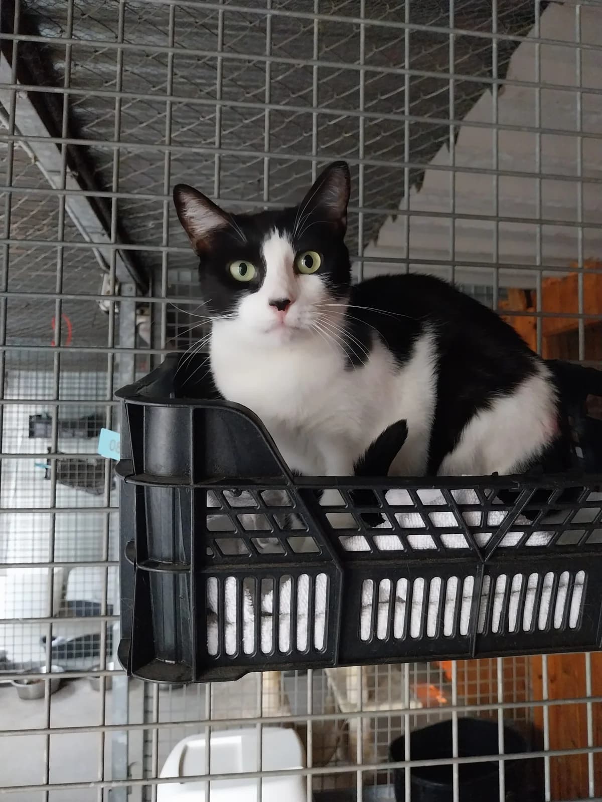 BRUMA, female European Shorthair for adoption at CIMPA Alcalá de Henares