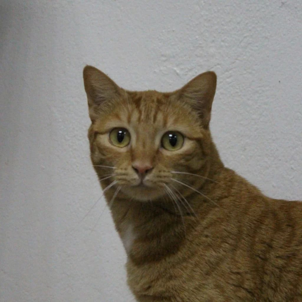 CALABAZA, female European Shorthair for adoption at CIMPA Alcalá de Henares
