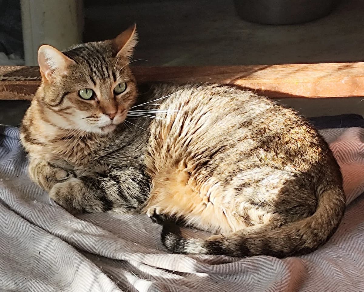 CALMA, female European Shorthair for adoption at CIMPA Alcalá de Henares