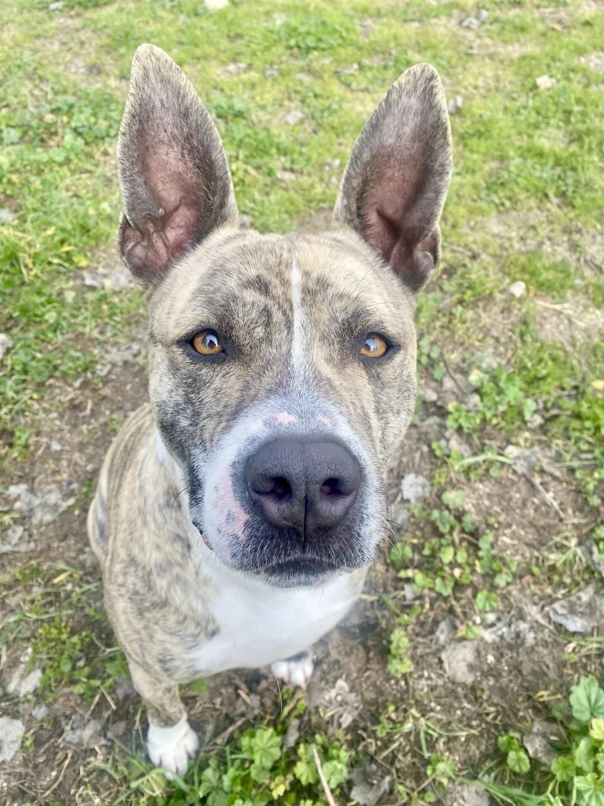CAPOEIRO, male Mixed Breed for adoption at CIMPA Alcalá de Henares