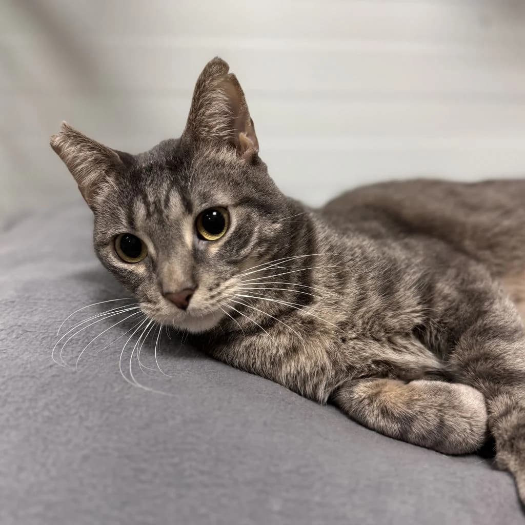 CARMELO, male European Shorthair for adoption at CIMPA Alcalá de Henares