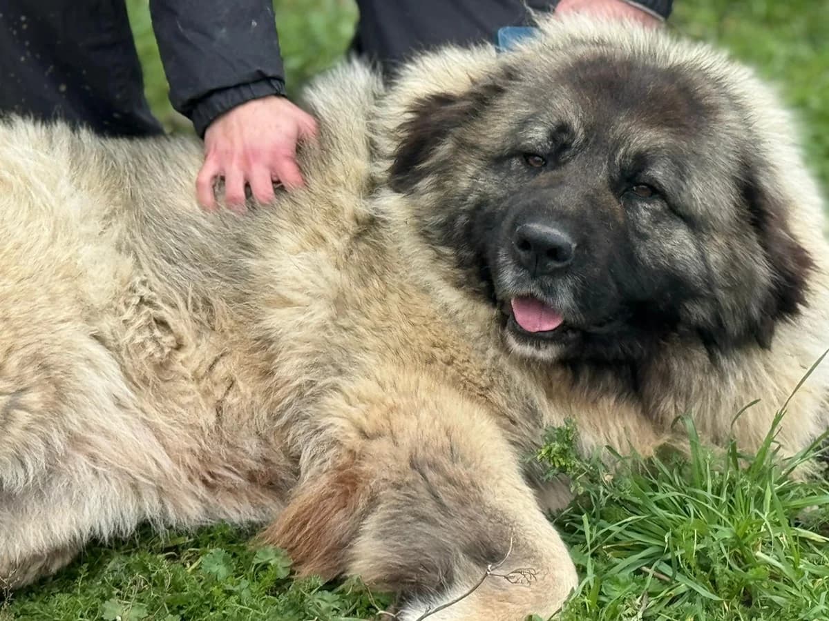 CHAKALA, female mixed breed for adoption at CIMPA Alcalá de Henares