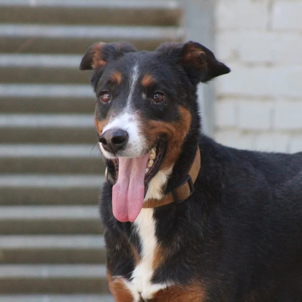 CHURRO, male Mixed Breed for adoption at CIMPA Alcalá de Henares