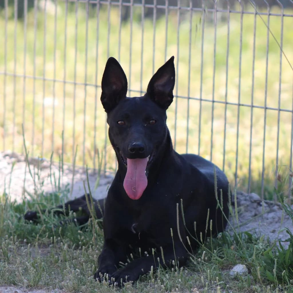 CHUSTA, female Mixed Breed for adoption at CIMPA Alcalá de Henares