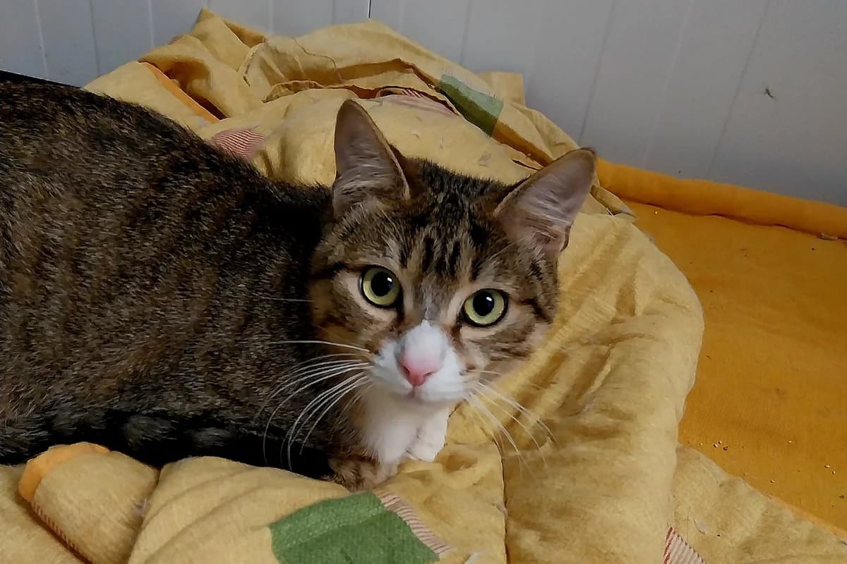 CIGÜEÑAL, female European Shorthair for adoption at CIMPA Alcalá de Henares