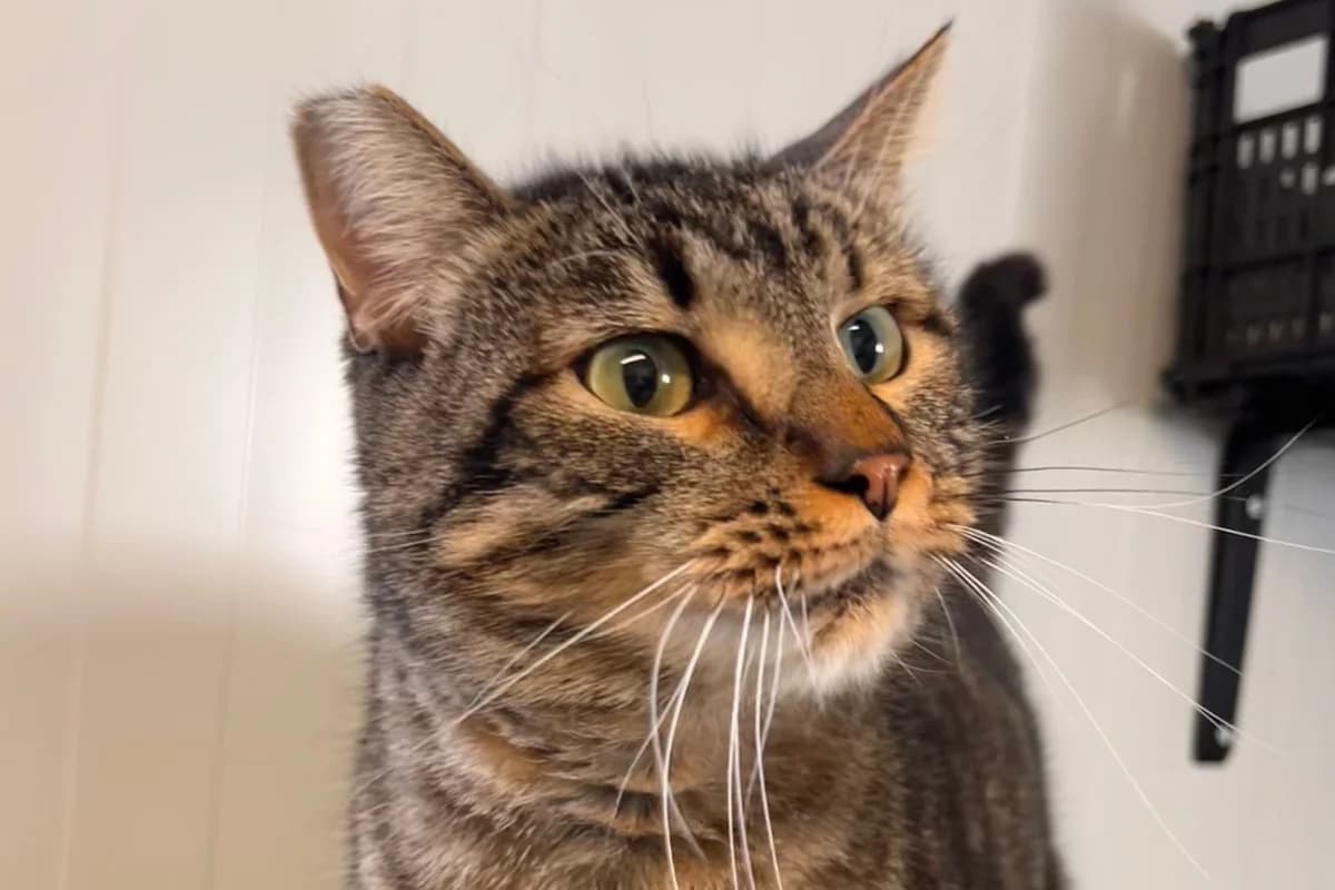 CILANTRO, male European Shorthair for adoption at CIMPA Alcalá de Henares