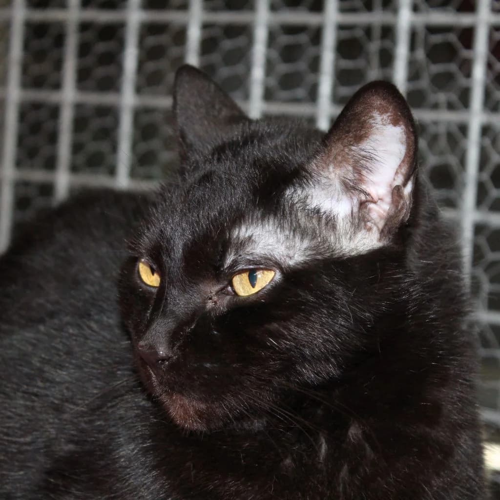CLAVO, male European Shorthair for adoption at CIMPA Alcalá de Henares