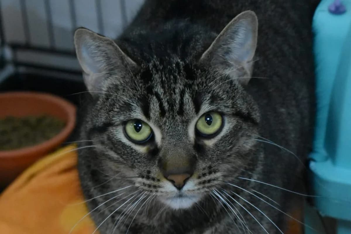 CLUEDO, male European Shorthair for adoption at CIMPA Alcalá de Henares