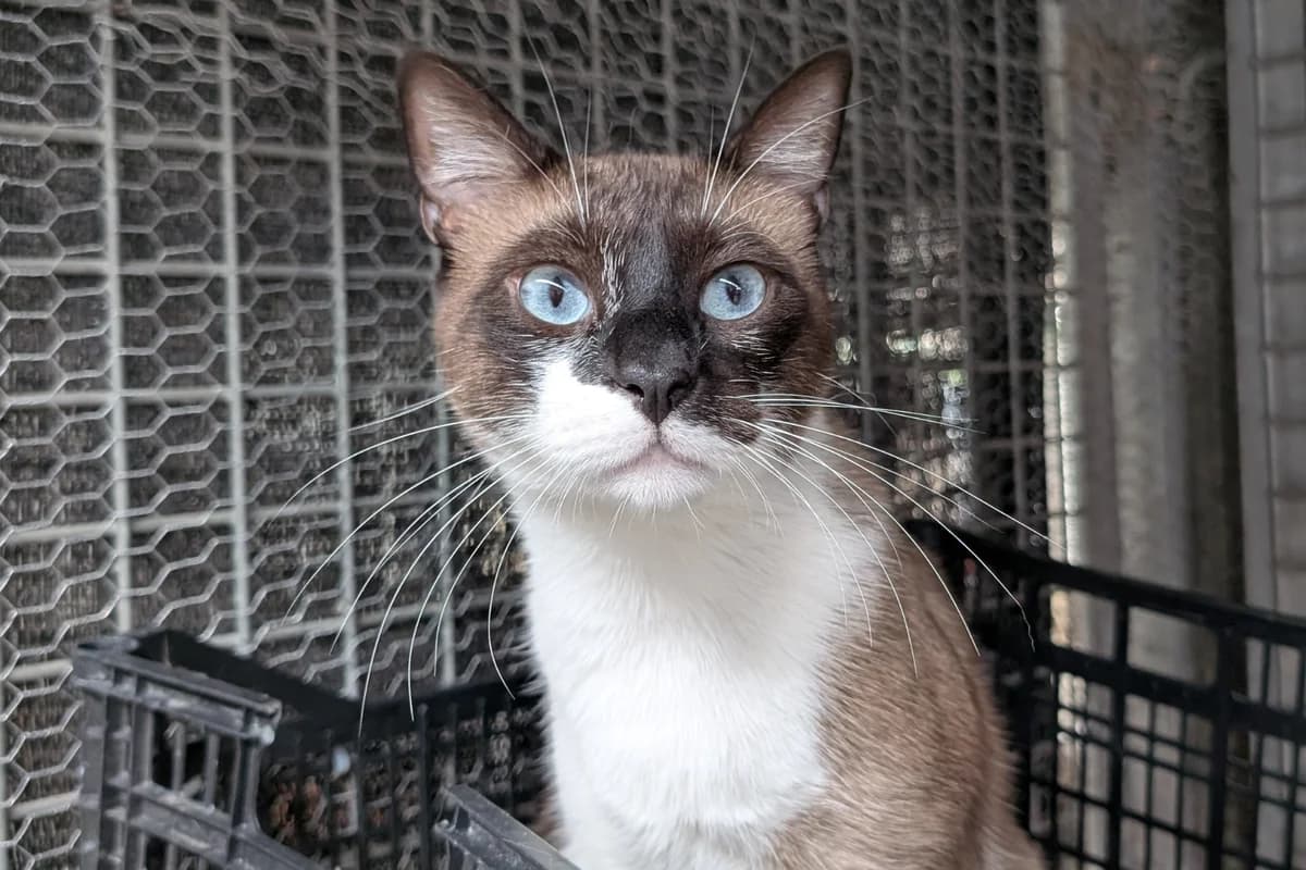 COCO MANUEL, male Siamese for adoption at CIMPA Alcalá de Henares