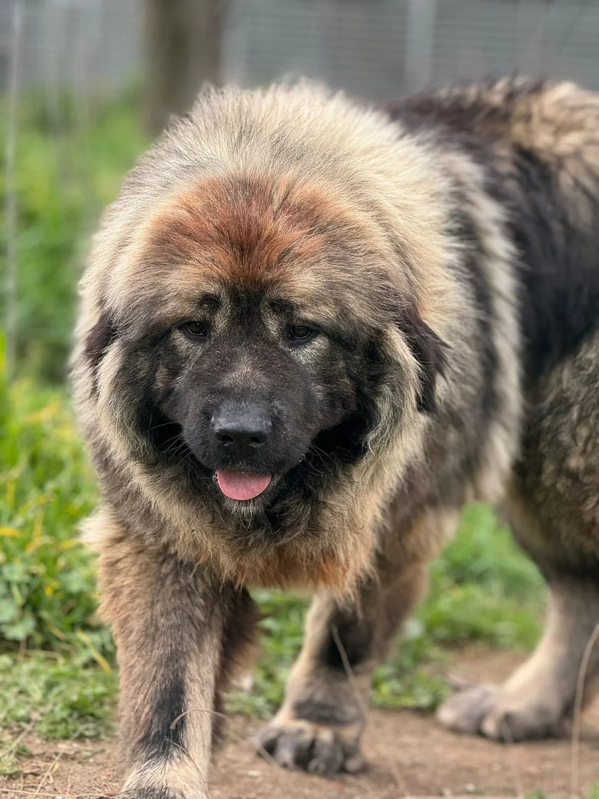COYOTE, male mixed breed for adoption at CIMPA Alcalá de Henares