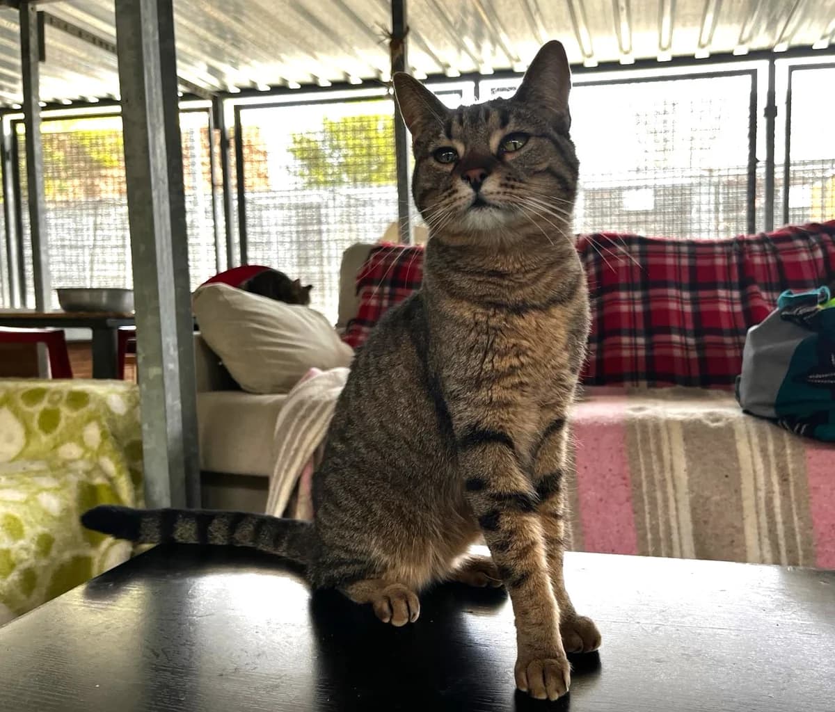 CUBILLA, female European Shorthair for adoption at CIMPA Alcalá de Henares