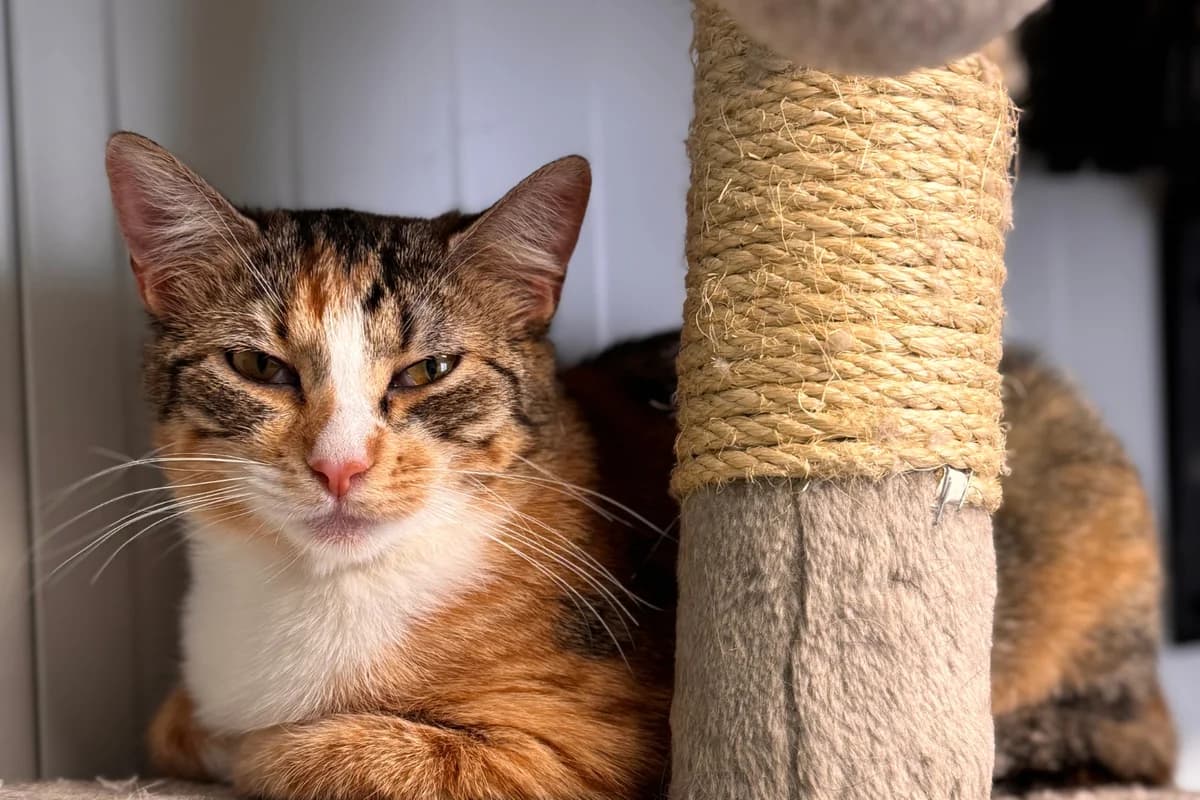 CULATA, female puppy European Shorthair for adoption at CIMPA Alcalá de Henares