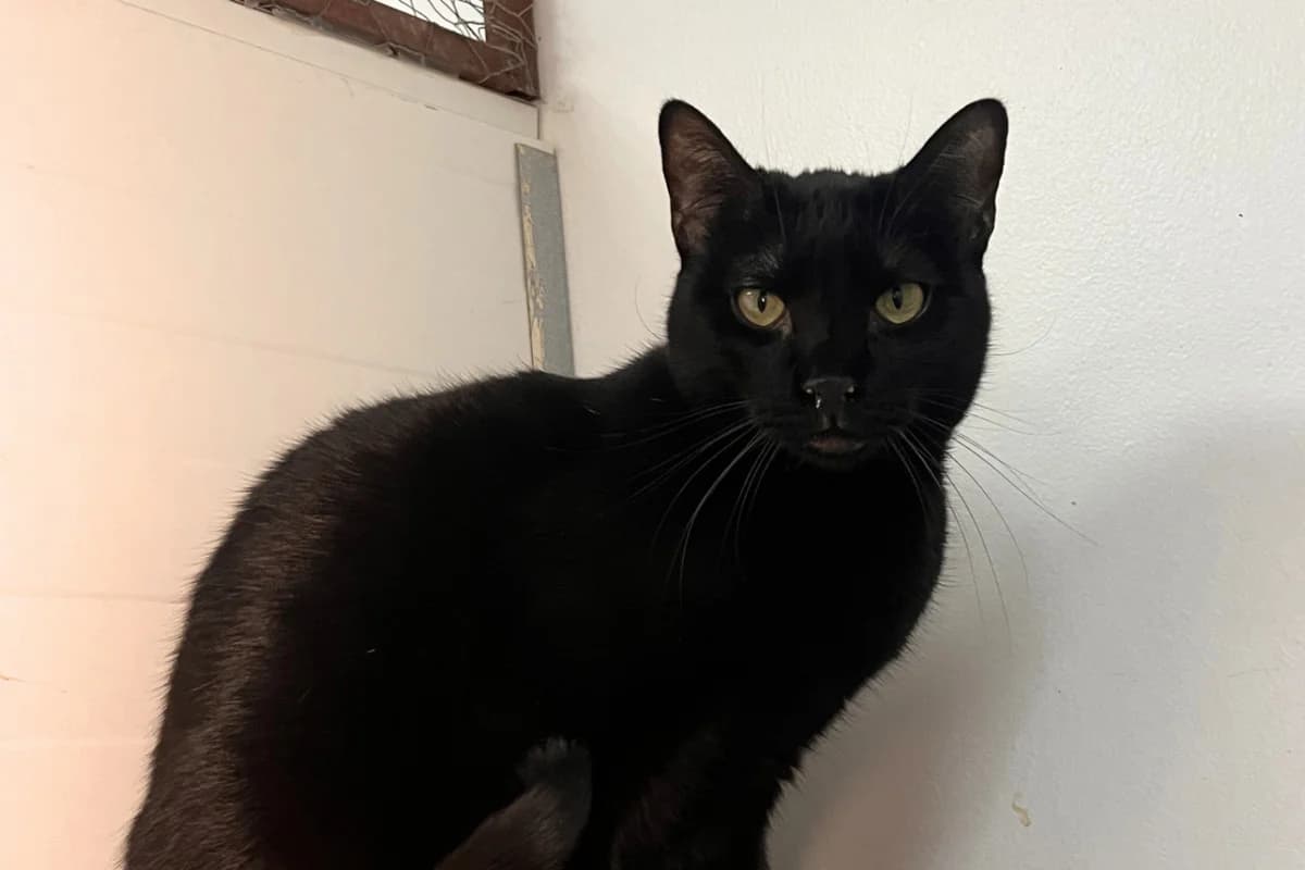 CUMPLE, female European Shorthair for adoption at CIMPA Alcalá de Henares