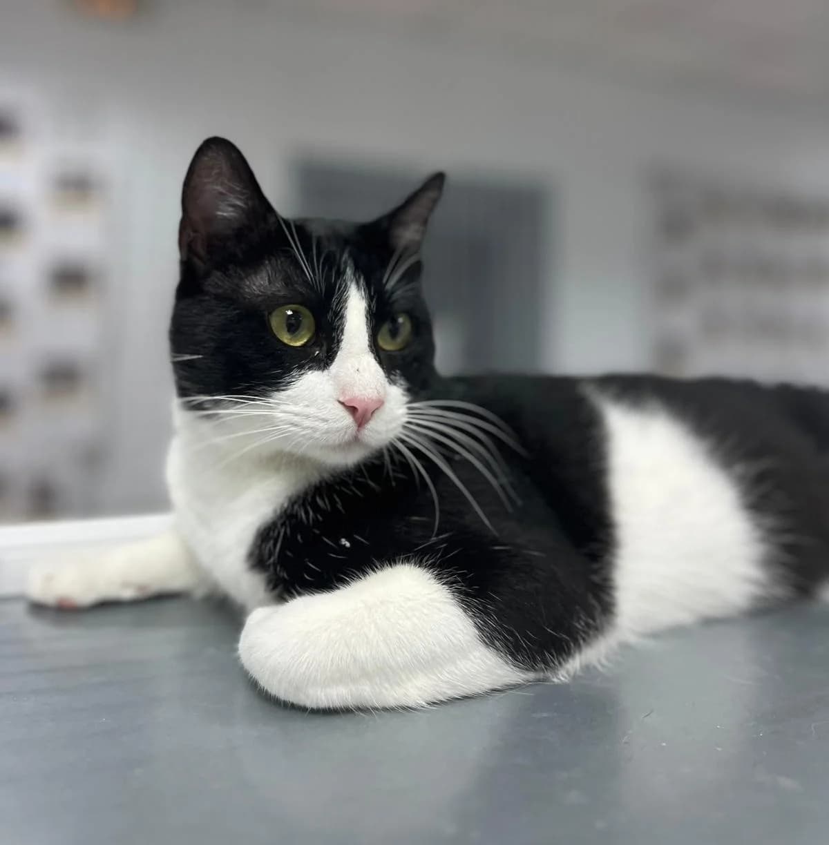 DADO, male European Shorthair for adoption at CIMPA Alcalá de Henares