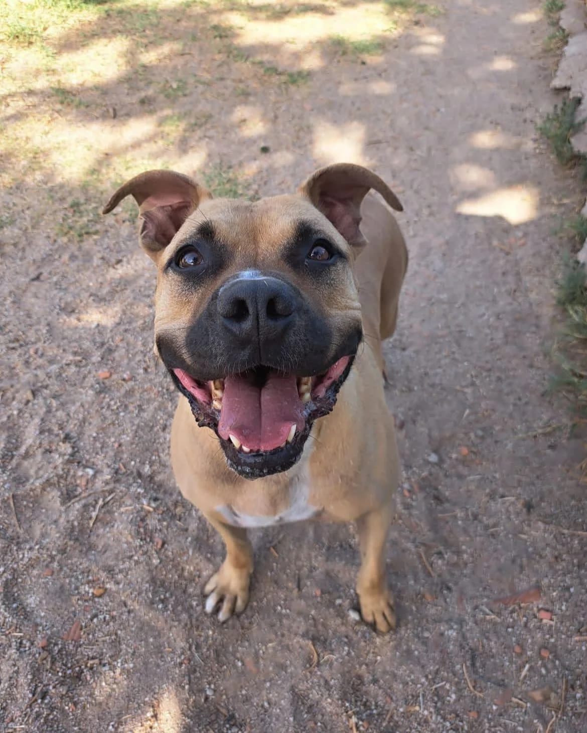 ENEKO, male Mixed Breed for adoption at CIMPA Alcalá de Henares