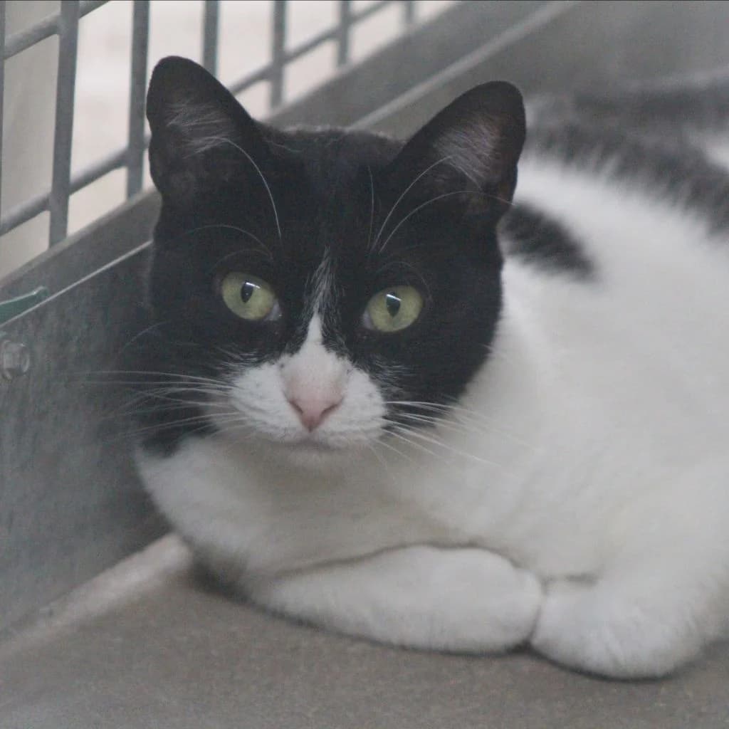 EVY, female European Shorthair for adoption at CIMPA Alcalá de Henares