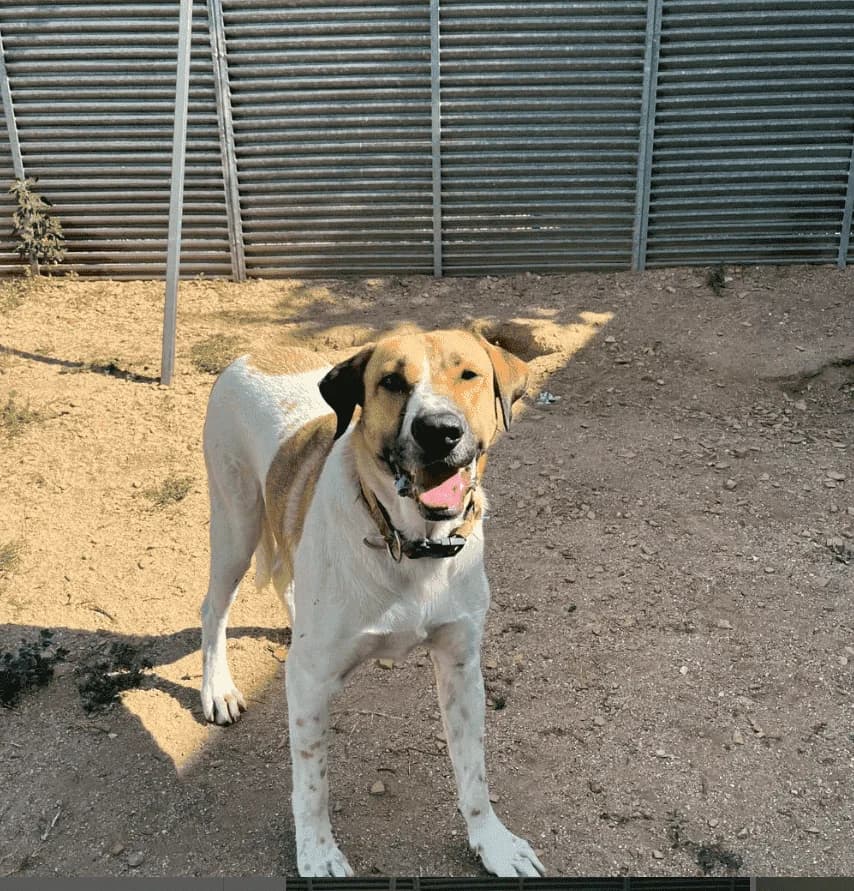 FAIR, male Spanish Mastiff for adoption at CIMPA Alcalá de Henares