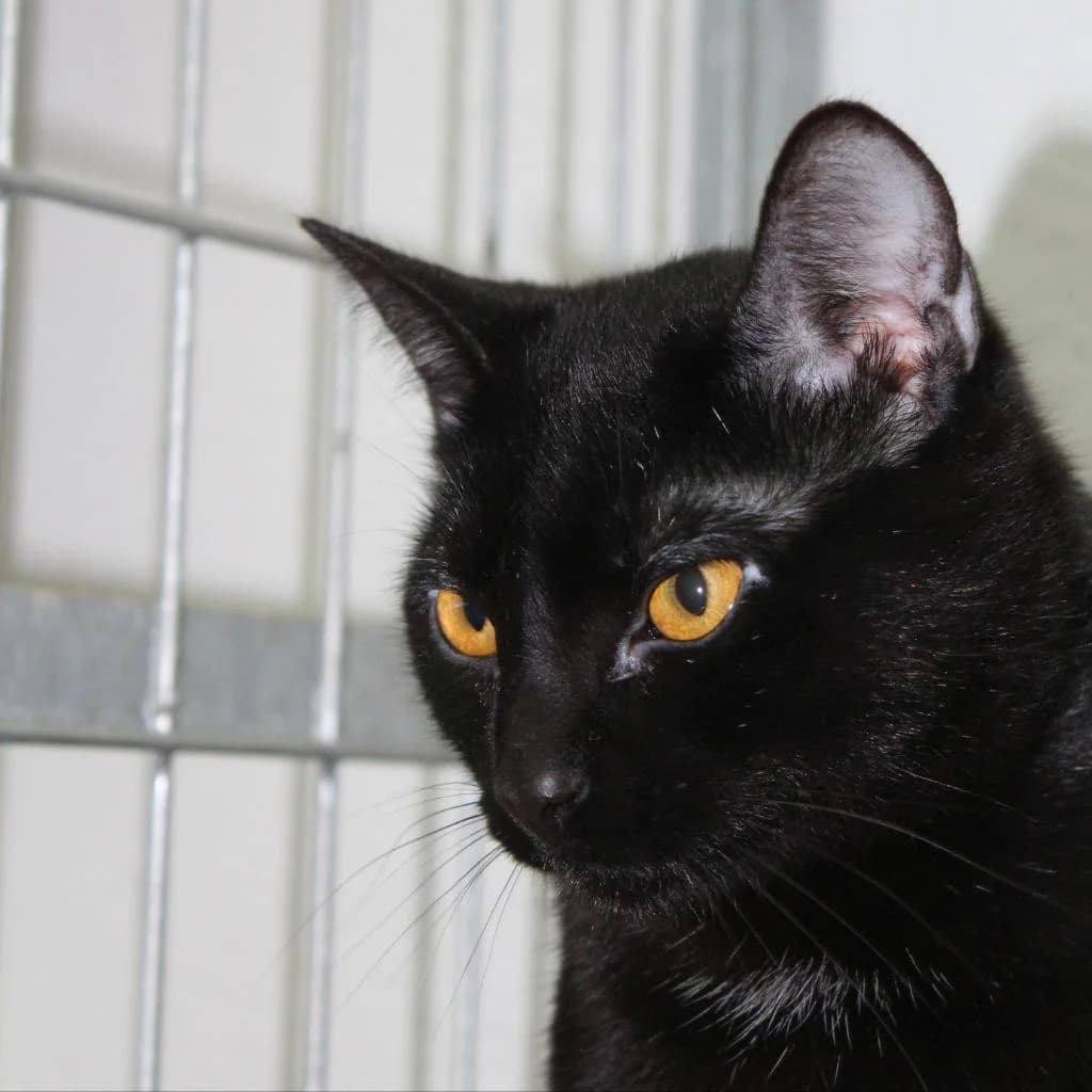 FLOW, female European Shorthair for adoption at CIMPA Alcalá de Henares