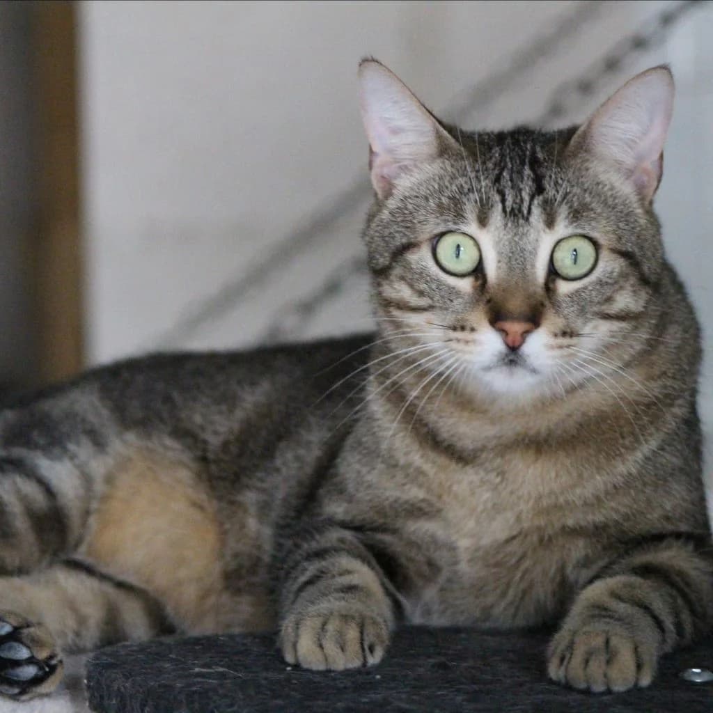 FREDI, male European Shorthair for adoption at CIMPA Alcalá de Henares