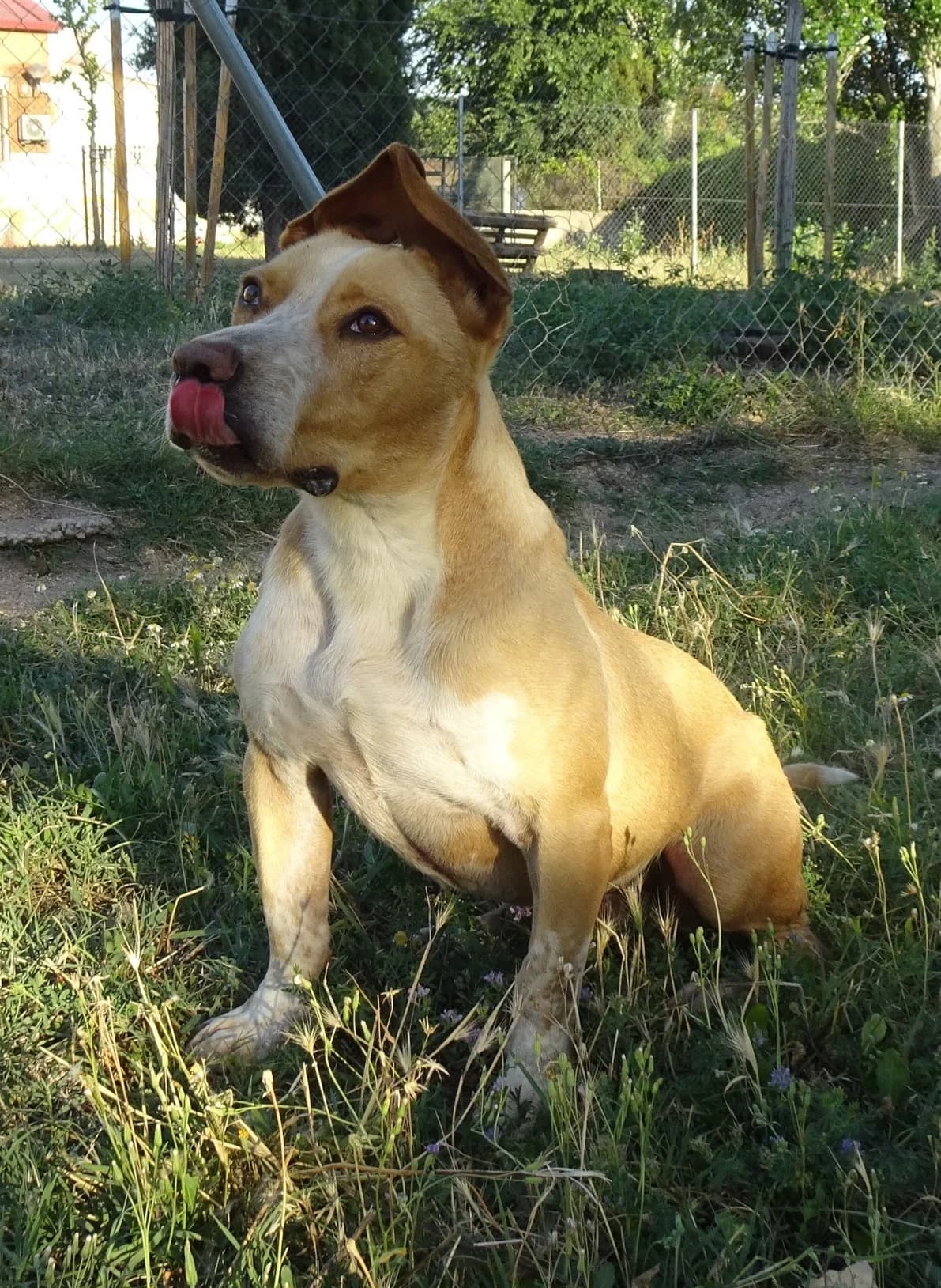 GABI, male Mixed Breed for adoption at CIMPA Alcalá de Henares