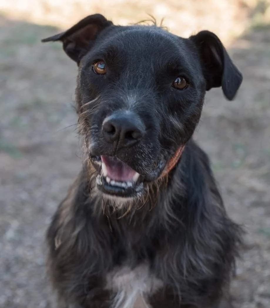 GARRA, male Mixed Breed for adoption at CIMPA Alcalá de Henares