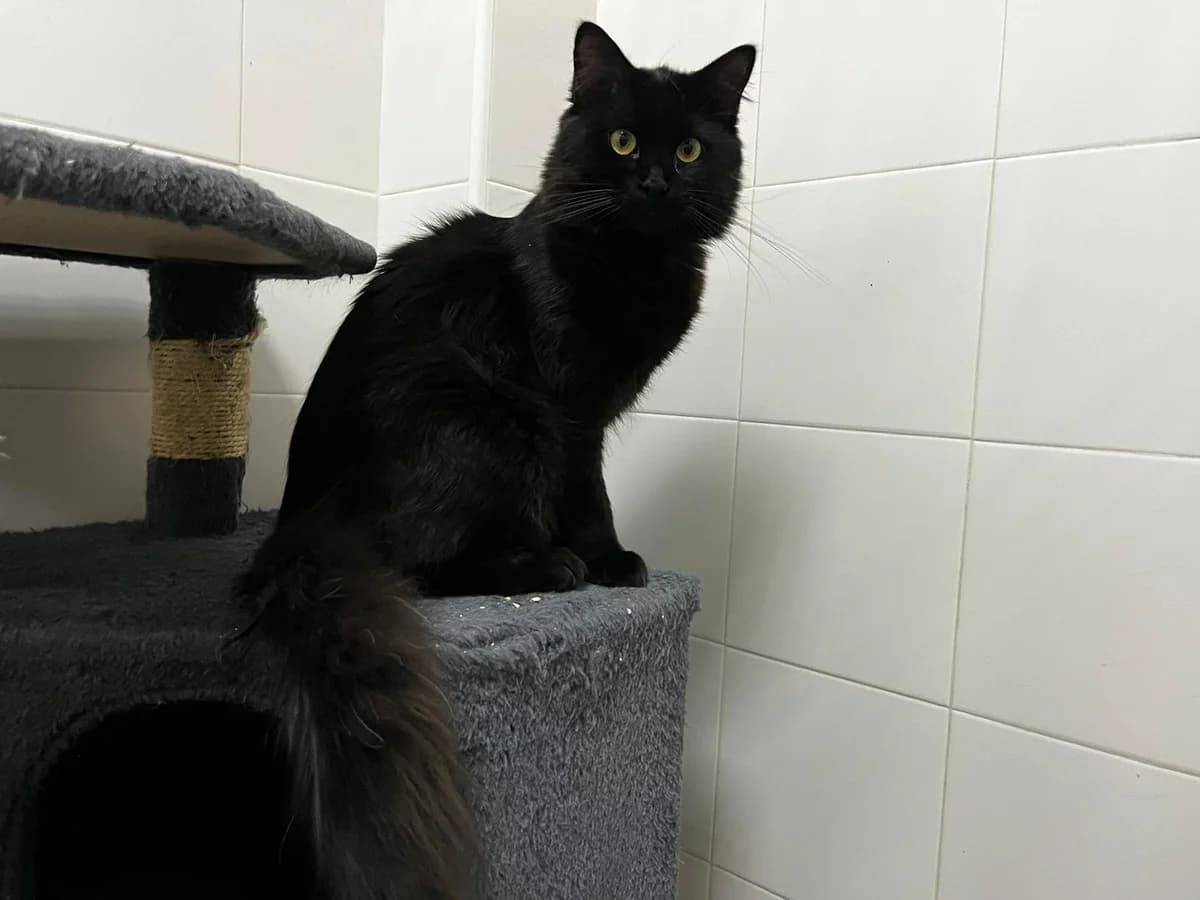 KIBU, male European Shorthair for adoption at CIMPA Alcalá de Henares