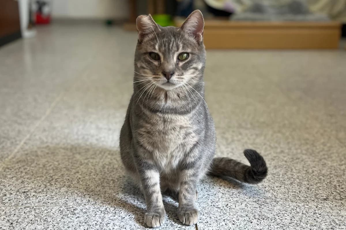 GRANIZO, male European Shorthair for adoption at CIMPA Alcalá de Henares