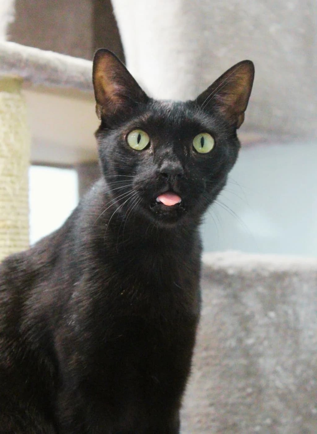 GUITO, male puppy European Shorthair for adoption at CIMPA Alcalá de Henares