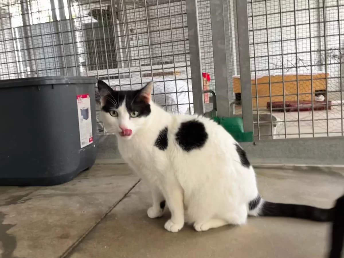 HAWÁI, female European Shorthair for adoption at CIMPA Alcalá de Henares