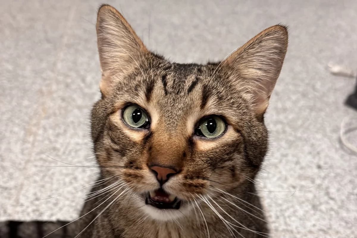 ÍNDIGO, male European Shorthair for adoption at CIMPA Alcalá de Henares