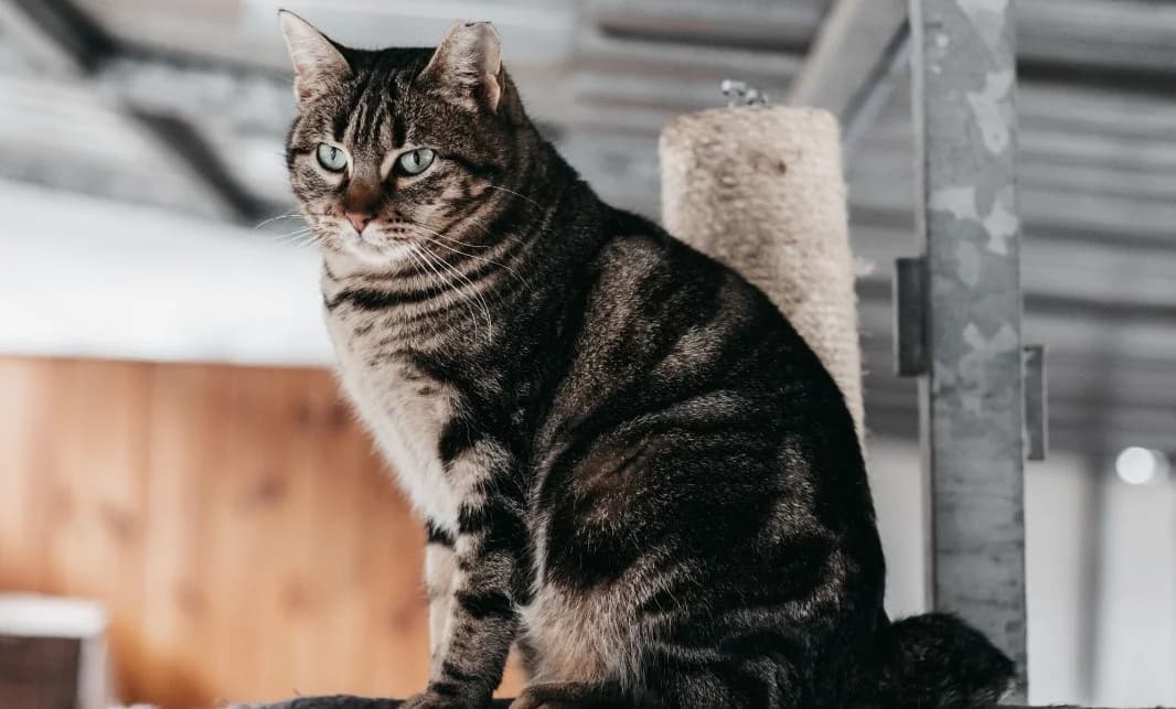 ISLEÑA, female European Shorthair for adoption at CIMPA Alcalá de Henares