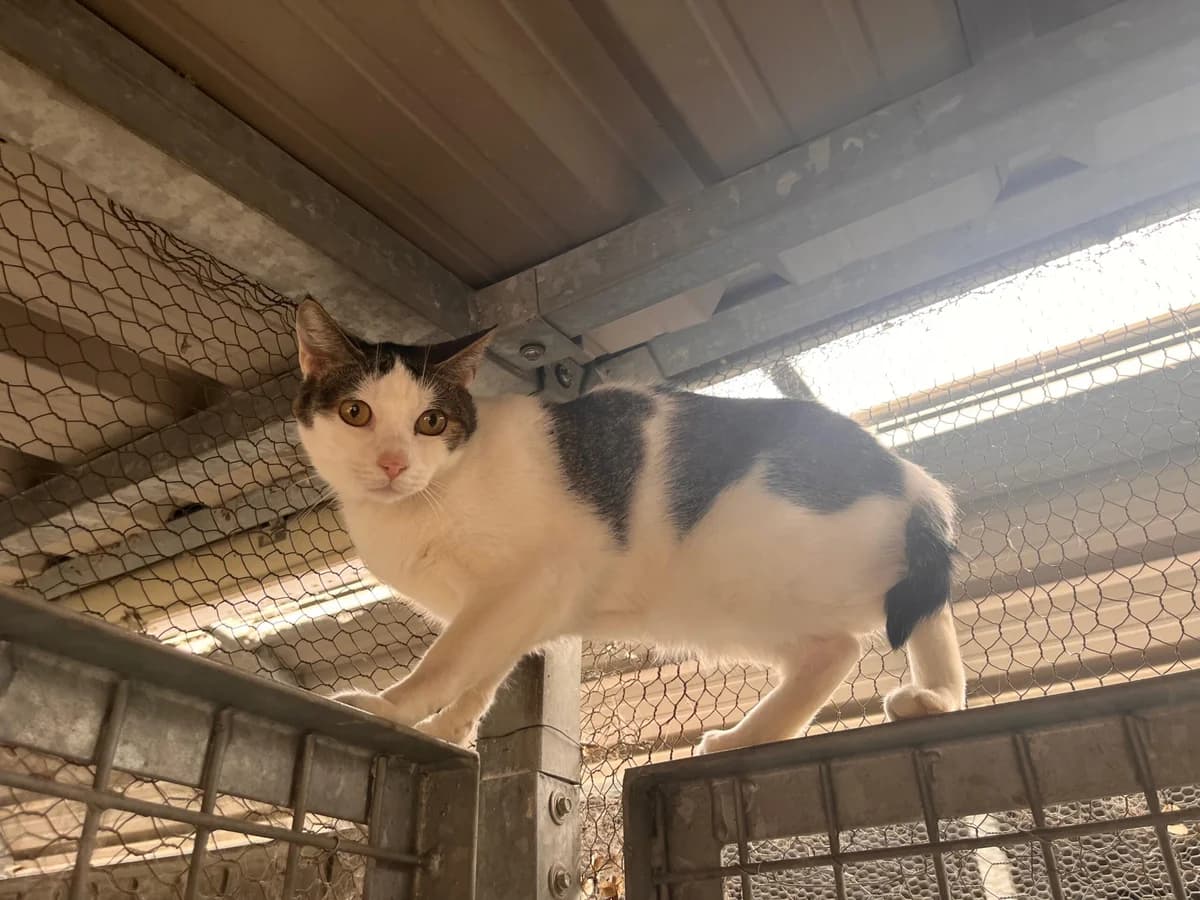 JAMA, female European Shorthair for adoption at CIMPA Alcalá de Henares