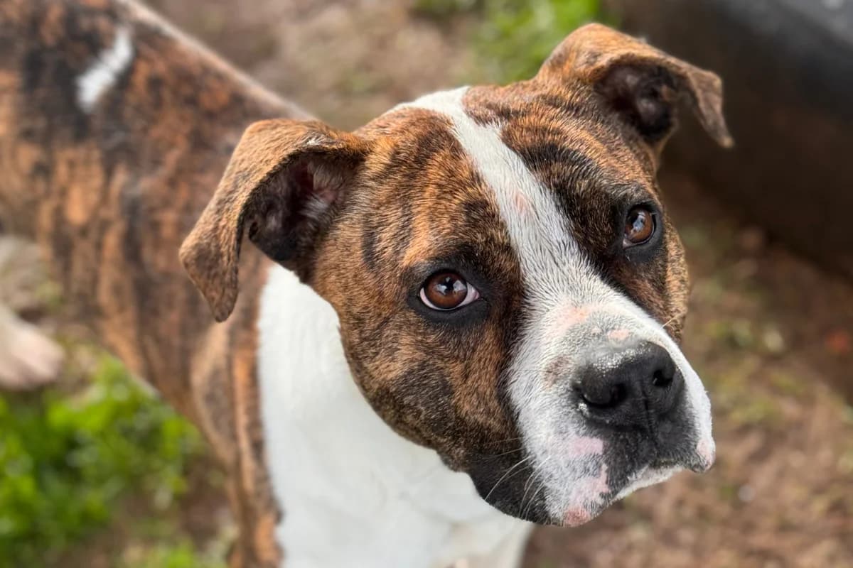 JAMESON, male Mixed Breed for adoption at CIMPA Alcalá de Henares