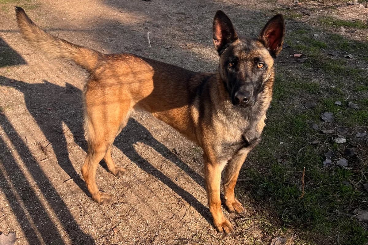 KALIMA, female Mixed Breed for adoption at CIMPA Alcalá de Henares