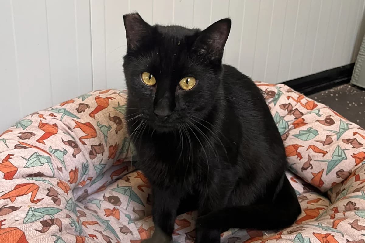 KALOM, male European Shorthair for adoption at CIMPA Alcalá de Henares