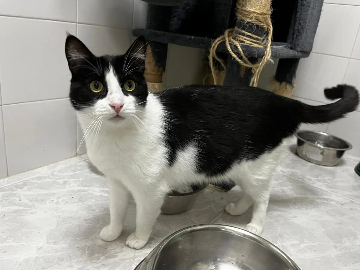 KENZO, male European Shorthair for adoption at CIMPA Alcalá de Henares