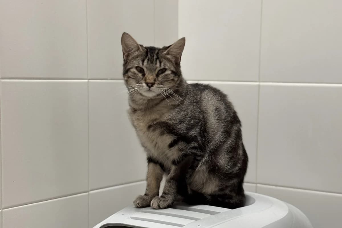 KEYLA, female European Shorthair for adoption at CIMPA Alcalá de Henares
