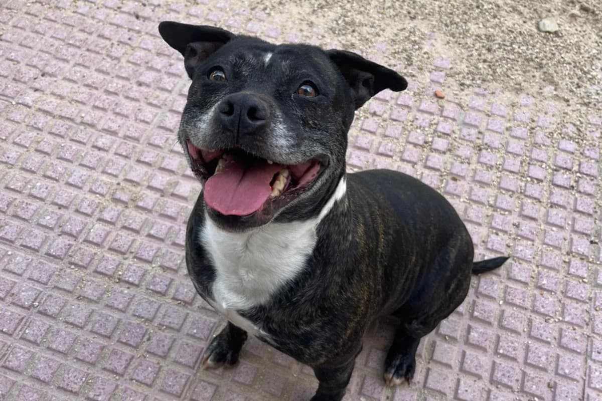 KIMA, female Mixed Breed for adoption at CIMPA Alcalá de Henares