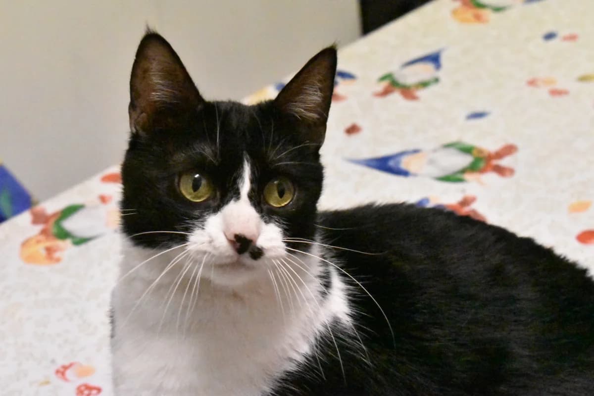 KIYOMI, female European Shorthair for adoption at CIMPA Alcalá de Henares