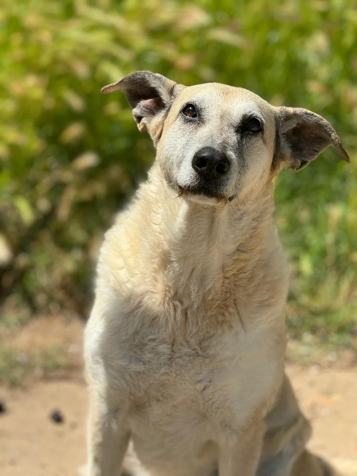 kora, Corto Tamaño: Mediano Sexo: Hembra Vacun female senior Mixed Breed for adoption at CIMPA Alcalá de Henares