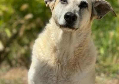 kora, Corto Tamaño: Mediano Sexo: Hembra Vacun female senior Mixed Breed for adoption at CIMPA Alcalá de Henares