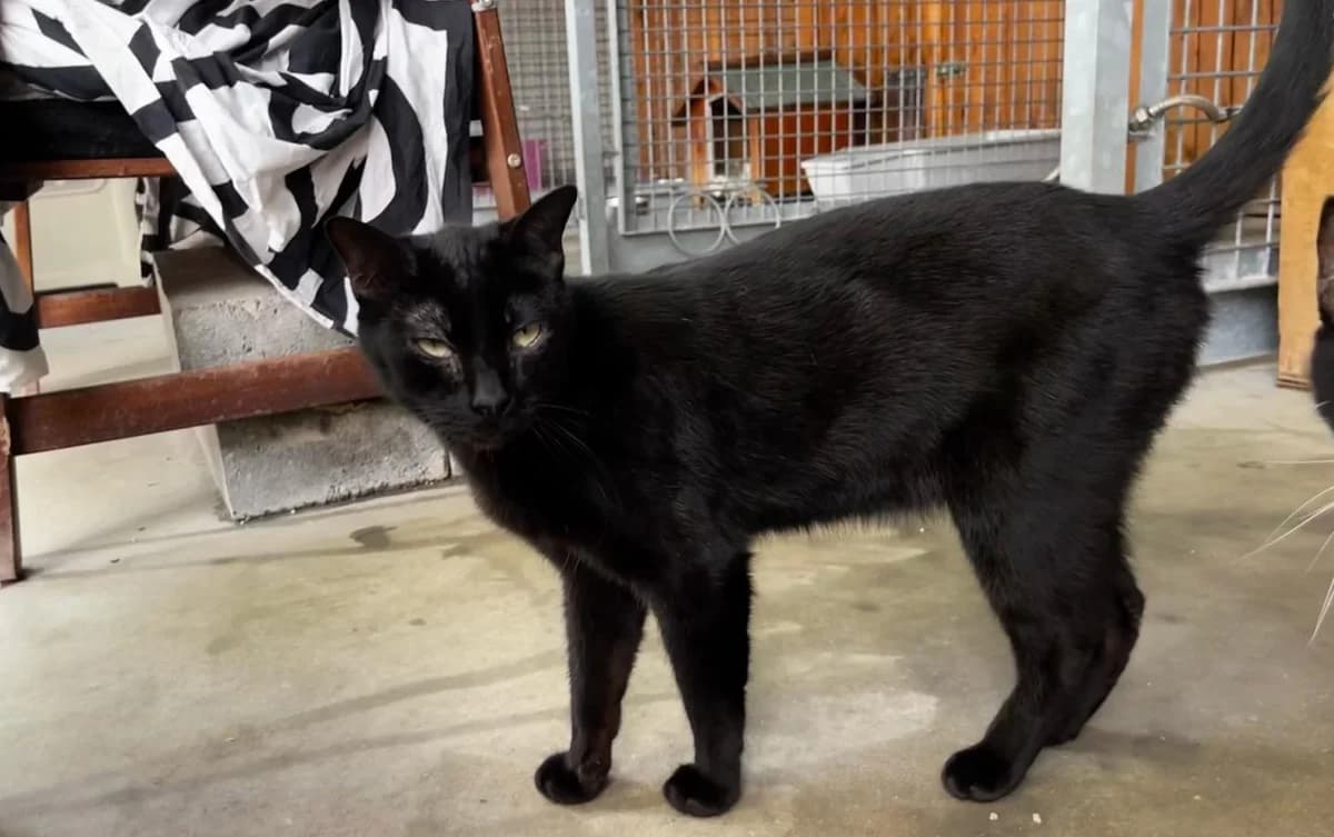 lacasito, Corto Tamaño: Mediano Sexo: Macho Vacuna male 5yo European Shorthair for adoption at CIMPA Alcalá de Henares